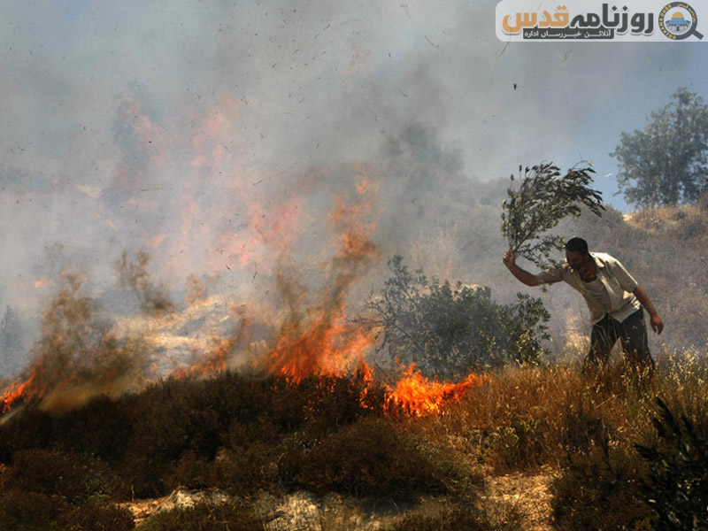 صیہونی آبادکاروں کا فلسطینی گاؤں پر حملے، زرعی زمین تباہ کردی