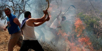 صیہونی آبادکاروں نے فلسطینیوں کے زیتون کے باغات تباہ کردیئے 