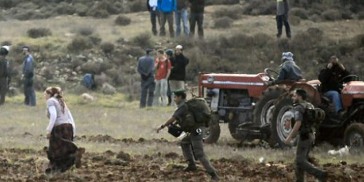 شرپسند یہودی آبادکاروں نے فلسطینیوں کے زیتون کے بڑے زخیرے چرالئے