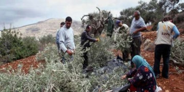 یہودی آبادکاروں نے فلسطینیوں کے زیتون کے باغ اجاڑ دیئے
