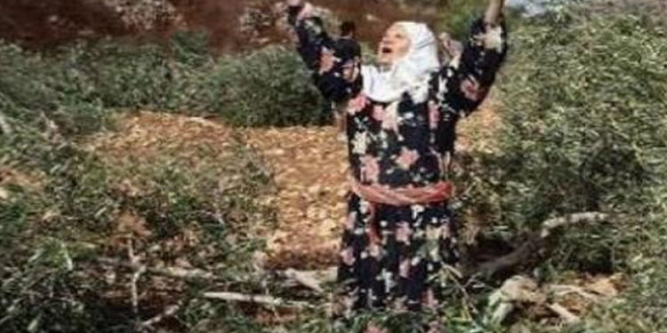 صیہونی فوج نے بزرگ فلسطینی خاتون کا باغ اجاڑدیا