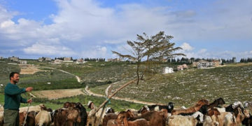 صیہونی فوج کا فلسطینی چرواہوں پر عرصہ حیات تنگ، بھار ی جرمانے عائد