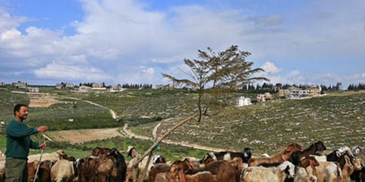 صیہونی فوج کا فلسطینی چرواہوں پر عرصہ حیات تنگ، بھار ی جرمانے عائد