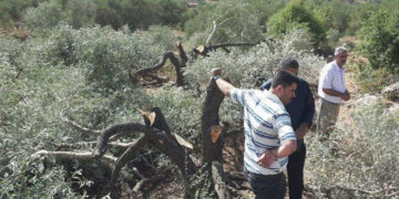 صیہونی آبادکاروں کےحملے، فلسطینیوں کے باغ اجاڑدیئے