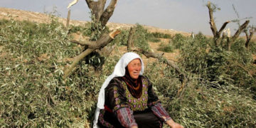 صیہونی آبادکاروں کے  فلسطینیوں کے باغات پر حملے، زیتون کے 200 درخت کاٹ ڈالے