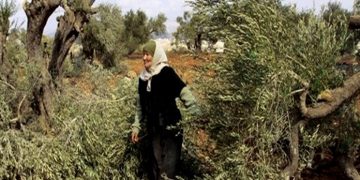 صیہونی آبادکاروں کا حملہ، فلسطینیوں کے باغوں کو تباہ کردیا