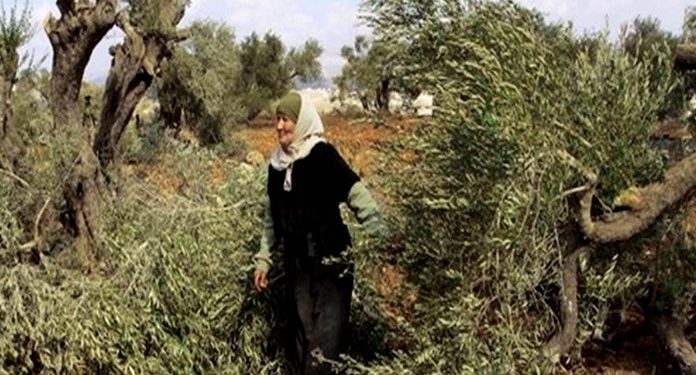 صیہونی آبادکاروں کا حملہ، فلسطینیوں کے باغوں کو تباہ کردیا