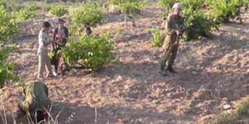 صیہونی فوج نے فلسطینی کاشتکاروں کو زرعی زمینوں پر کام سے روک دیا