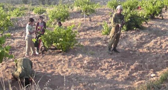 صیہونی فوج نے فلسطینی کاشتکاروں کو زرعی زمینوں پر کام سے روک دیا