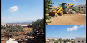 صہیونی فوج نے فلسطینیوں کے زیتون کے درختوں کو اکھاڑڈالا