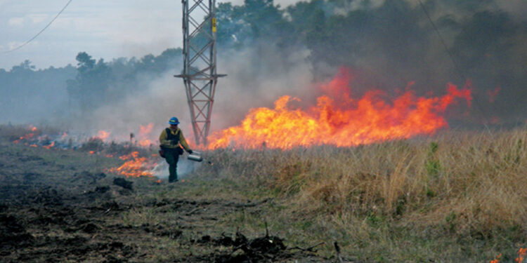 صہیونی انتہاپسندوں نےوسیع پیمانےپرفلسطینی رزعی زمینوں کو جلا ڈالا