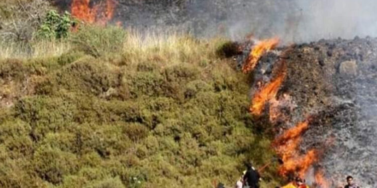 شرپسند صہیونی آبادکاروں نے فلسطینیوں کی زرعی اراضی کو آگ لگادی