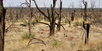 قابض ریاست میں صہیونی آبادکاروں نے زیتون کے درجنوں درخت کاٹ ڈالے