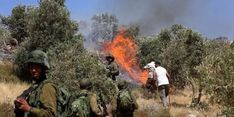 صیہونی آبادکاروں نے فلسطینیوں کے ایک ہزار درخت نذر آتش کردیئے