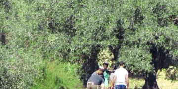 مسلح صیہونی آبادکاروں کا فلسطینیوں کے زیتون کے باغ پر حملہ