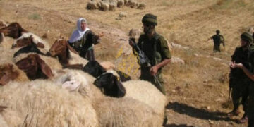 صیہونی فوج نے فلسطینیوں کے مویشی چھین لیئے