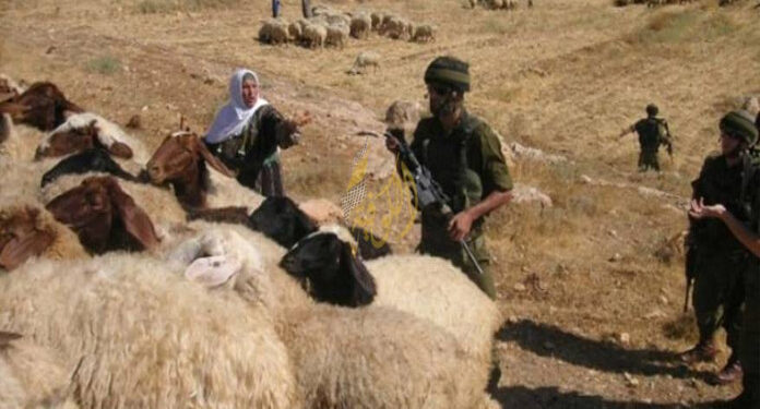 صیہونی فوج نے فلسطینیوں کے مویشی چھین لیئے