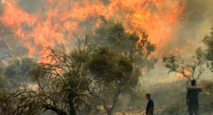 صیہونی آبادکاروں نے فلسطینی کا باغ جلا ڈالا