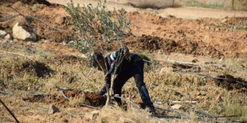 قابض صہیونی بدلیہ نے فلسطینیوں کے زیتون کے درخت اجاڑدیے