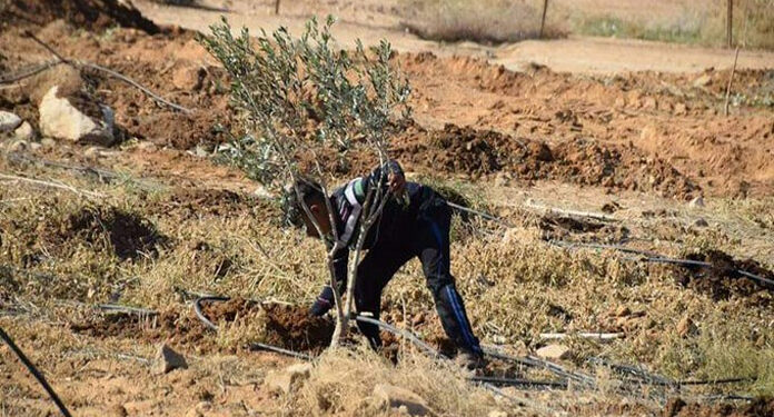 قابض صہیونی بدلیہ نے فلسطینیوں کے زیتون کے درخت اجاڑدیے