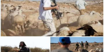 صیہونی آبادکاروں کا فلسطینی گلہ بانوں پر حملہ