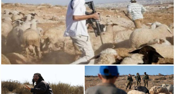 صیہونی آبادکاروں کا فلسطینی گلہ بانوں پر حملہ