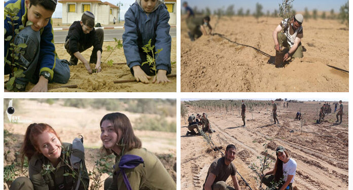 ہزاروں فلسطینی درختوں کو تباہ کرنے کے بعد اسرائیل میں درختوں کا دن