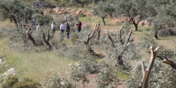 2020: صیہونی فوج نے فلسطینیوں کے 4 ہزار سے زائد پھلدار درخت تباہ کردیئے