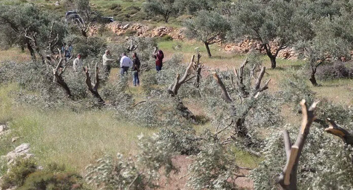 2020: صیہونی فوج نے فلسطینیوں کے 4 ہزار سے زائد پھلدار درخت تباہ کردیئے