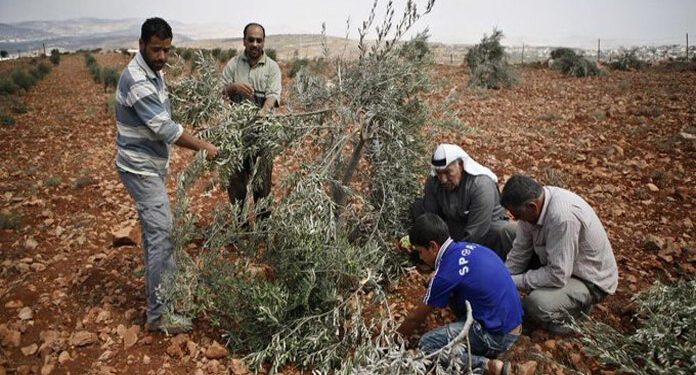 شرپسند یہودی آباد کاروں کا فلسطینی کسانوں پر حملہ