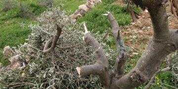 صہیونی شر پسند عناصر  نے فلسطینیوں کے 100 زیتون کے درخت کاٹ ڈالے