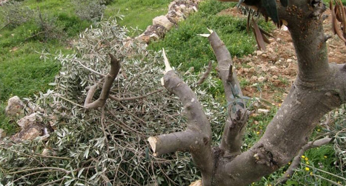 صہیونی شر پسند عناصر  نے فلسطینیوں کے 100 زیتون کے درخت کاٹ ڈالے