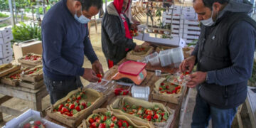 اسرائیلی بمباری کے بعدغزہ سے محدود برآمدات کی اجازت