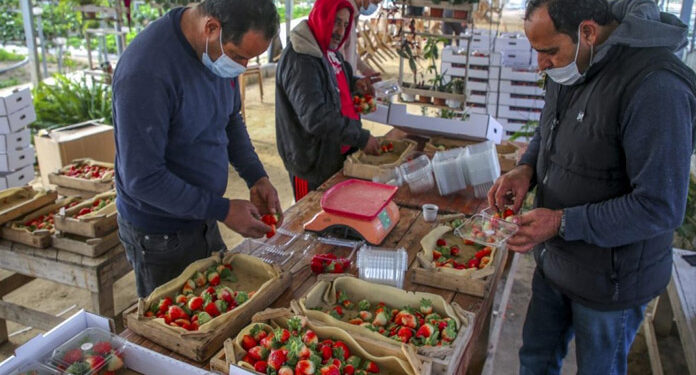 اسرائیلی بمباری کے بعدغزہ سے محدود برآمدات کی اجازت