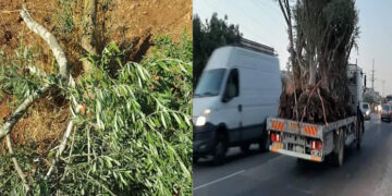 صہیونی آباد کاروں نے فلسطینیوں کے زیتون کے درخت جڑوں سے اکھاڑ دیے