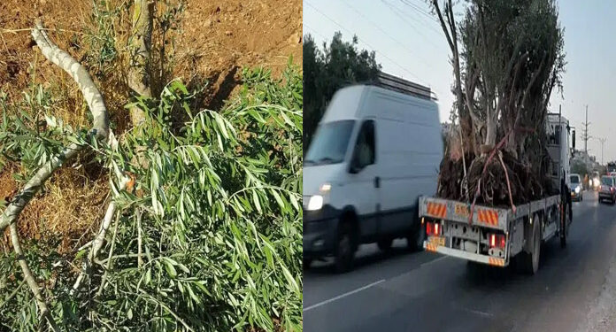 صہیونی آباد کاروں نے فلسطینیوں کے زیتون کے درخت جڑوں سے اکھاڑ دیے