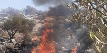 مقبوضہ فلسطین: صہیونی آبادکاروں نےفلسطینی کے زیتون کے درخت جلاڈالے