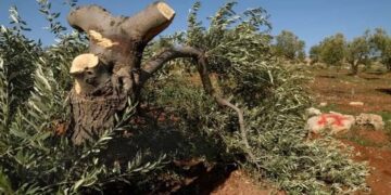 صہیونی آباد کاروں نے فلسطینیوں کے300 سے زائد  زیتون کے درخت اکھاڑ دیے