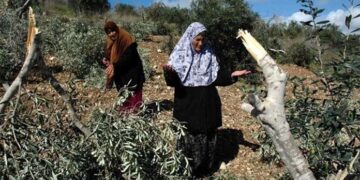 صہیونی شرپسندوں کا فلسطینی علاقے پر دھاوا, سینکڑوں زیتون کے درخت کاٹ ڈالے
