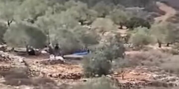 شر پسندآبادکاروں  نے فلسطینی زیتون کے قیمتی درخت چرالیے