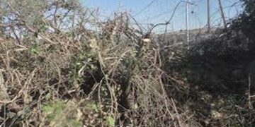 مقبوضہ فلسطین: صہیونی آبادکاروں نے فلسطینی باغ اجاڑ دیا
