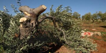 صہیونی آبادکاروں نے فلسطینیوں کے سینکڑوں زیتون کے درخت کاٹ ڈالے