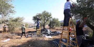 صہیونی آبادکاروں نے متعدد زیتون کے درخت اکھاڑ دیے