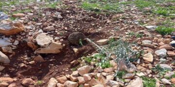 صہیونی آبادکاروں نےفلسطینی باغ سے متعدد زیتون کے پودے اکھاڑ دیے