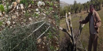 صہیونی آبادکاروں نے فلسطینیوں کے متعدد زیتون کےدرخت کاٹ دیے
