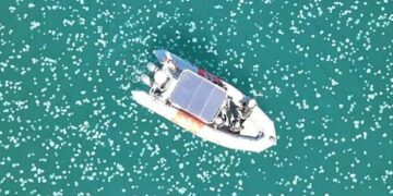 صہیونی ریاست اسرائیل کے ساحل پر جیلی فش کی بھرمار