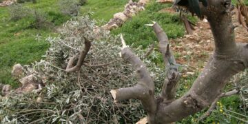 صہیونی فوج نےفلسطینیوں کے1000 سے زائدزیتون کے درخت تباہ کر دیے