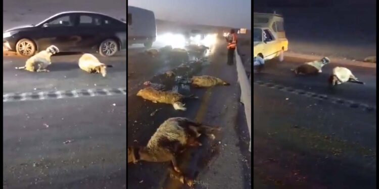 صہیونی آبادکار نے فلسطینی گلہ بان کے مویشیوں پر گاڑی چڑھادی، متعدد ہلاک