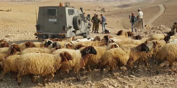 صہیونی آبادکاروں کا فلسطینی گلہ بان پر حملہ، 120 مویشی چھین لیے
