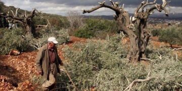 صیہونی آبادکاروں کافلسطینیوں کے زیتون کے باغ پر حملہ، درجنوں درخت کاٹ ڈالے